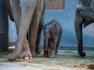 Elefanten mit neugeborenem Jungtier im Kaeng Krachan Elefantenpark im Zoo Zürich. 