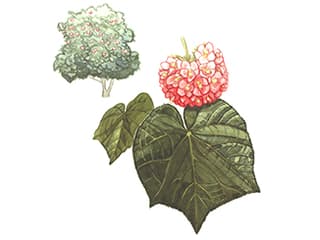 Illustration Hortensienbaum