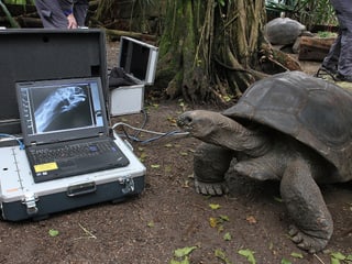 Examen radiographique d'une tortue géante Aldabra dans la  la Forêt pluviale de Masoala du Zoo de Zurich.