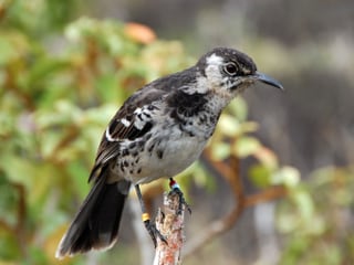 Leadimage Landvogelmonitoring 2