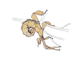 Illustration Australische Gespenstschrecke
