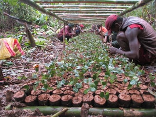 Production de Pepinière in Madagaskar.