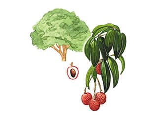 Illustration Litschibaum
