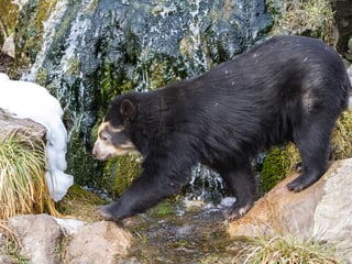 Brillenbärin Sisa im Sangay Bergnebelwald im Zoo Zürich.