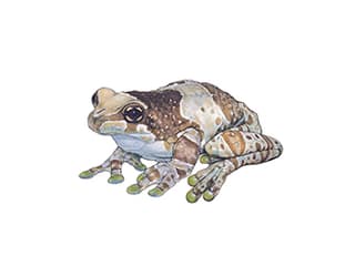 Illustration: Baumhöhlen-Krötenlaubfrosch
