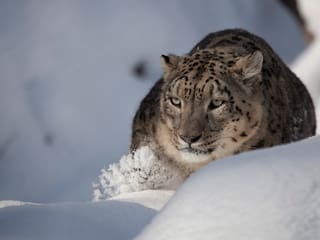 Schneeleopard im Zoo Zürich