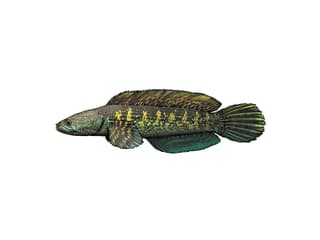 Goldfleck-Schlangenkopffisch