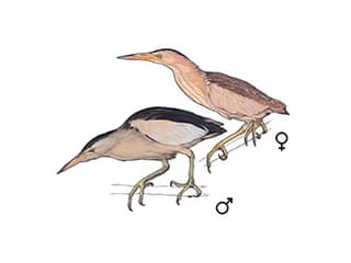 Illustration Zwergdommel
