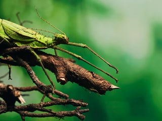Malayan jungle nymph in the insect forest at Zoo Zurich.