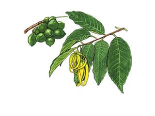 Illustration Ilang-Ilang