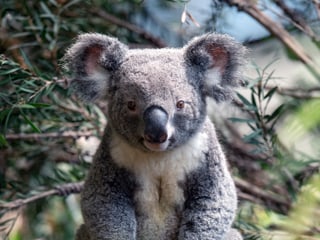 Koalamännchen Uki im neu bepflanzten Australienhaus. 