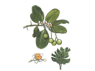 Illustration Indischer Lorbeer