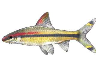 Denison barb