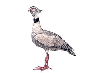 Illustration Halsband-Wehrvogel