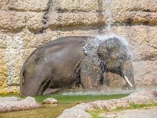 Asiatischer Elefant Thai im Kaeng Krachan Elefantenpark im Zoo Zürich