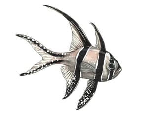 Illustration Banggai-Kardinalbarsch
