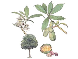 Illustration Kolabaum
