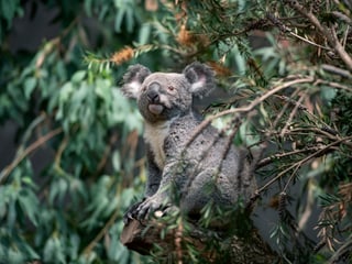 Koalamännchen Uki erkundet sein neues Zuhause. 