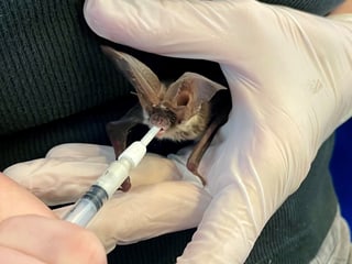 Feeding a long-eared bat.