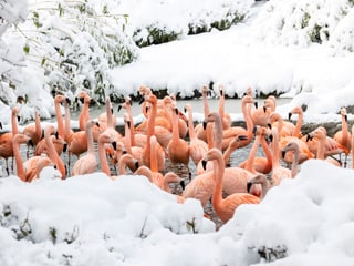 Chile-Flamingos im verschneiten Pantanal des Zoo Zürich.