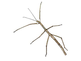 Illustration Javanische Riesenstabschrecke