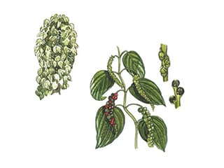 Illustration Pfeffer