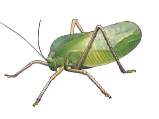 Illustration Riesenblattschrecke