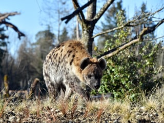 Tüpfelhyäne Masangao in der Lewa Savanne.