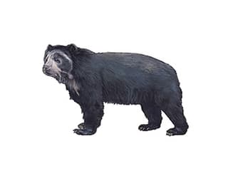 Illustration spectacled bear