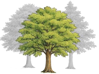 Illustration Baum für Ndoki Wald