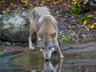 Mongolischer Wolf im Zoo Zürich