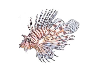 Illustration Rotfeuerfisch