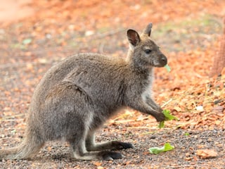 Bennet-Wallaby beim Fressen in der Australien-Aussenanlage.