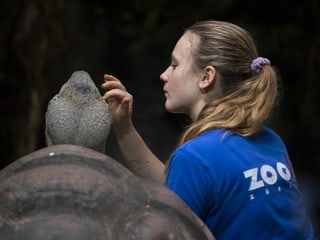 Tierpflegerin mit Galapagos-Riesenschildkröten im Zoo Zürich