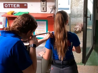 Tierärztin Patricia Kunze (l.) und Tierpflegerin Angela Perin de Iaco narkotisieren das Fischotter-Weibchen Lulu per Blasrohr.