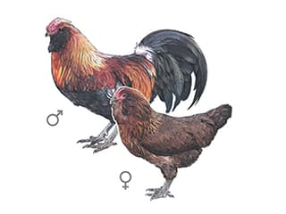 Illustration Appenzeller Barthuhn