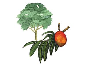 Illustration Mangobaum