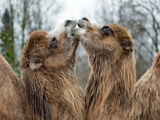 Trampeltiere in der Mongolischen Steppe im Zoo Zürich