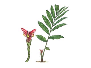 Illustration Kamerun-Kardamom