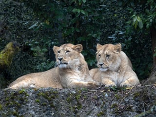 Asiatische Löwen-Weibchen Xallu und Xolani in Panthera im Zoo Zürich, März 2025.