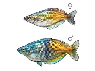 Illustration Harlekin-Regenbogenfisch
