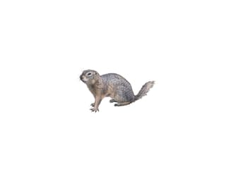 Europäischer Ziesel (Spermophilus citellus)