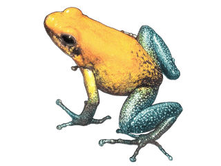 Illustration Zweifarbiger Pfeilgiftfrosch