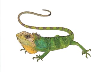 Peruanischer Buntleguan