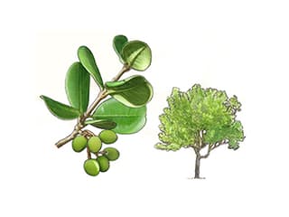 Madagaskar-Olive