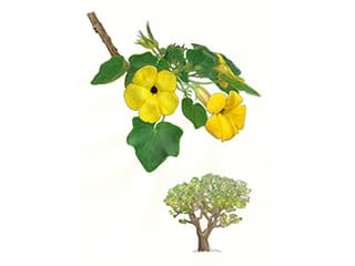 Uncarina