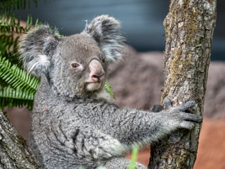 Koalaweibchen Maisy im Australienhaus. 