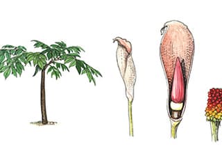 Illustration Titanenwurz