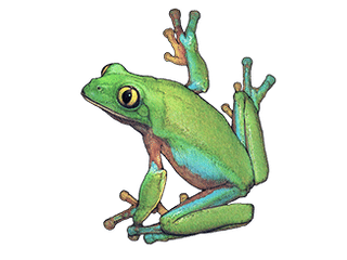 Illustration Blue-sided leaf frog