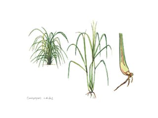 Illustration Westindisches Zitronengras